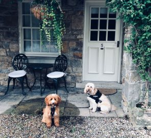 Sparky and Winnie enjoying their holiday at The Rose & Crown.